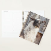 2024 Llama im Betrieb Planer (Anzeige)