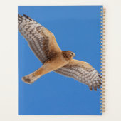 2024 Northern Harrier Hawk Planer (Rückseite)
