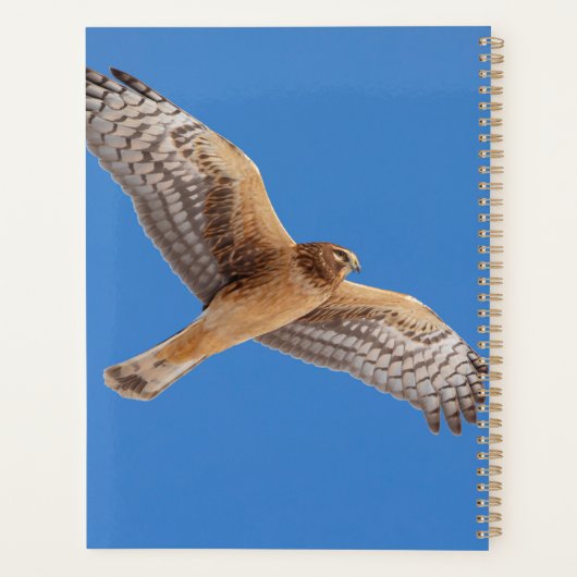 2024 Northern Harrier Hawk Planer (Rückseite)
