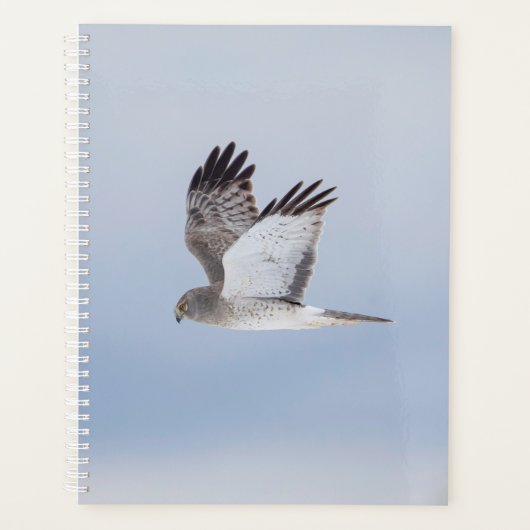 2024 Northern Harrier Hawk Planer (Vorderseite)