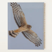 2024 Northern Harrier Hawk Planer (Rückseite)
