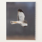 2024 Northern Harrier Hawk Planer (Rückseite)