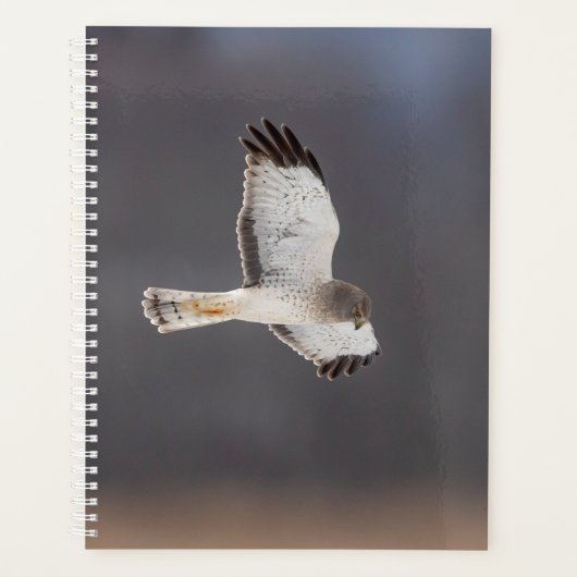 2024 Northern Harrier Hawk Planer (Vorderseite)