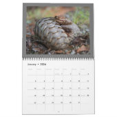 2024 Pangolin Rescue Fund Calendar Kalender (Jan 2026)
