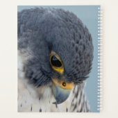 2024 Peregrine Falcon Planer (Rückseite)