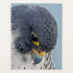 2024 Peregrine Falcon Planer