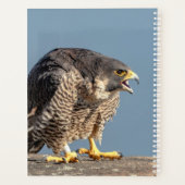 2024 Peregrine Falcon Planer (Rückseite)