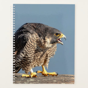 2024 Peregrine Falcon Planer