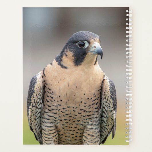 2024 Peregrine Falcon Planer (Rückseite)