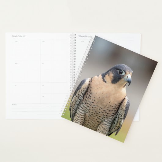 2024 Peregrine Falcon Planer (Anzeige)