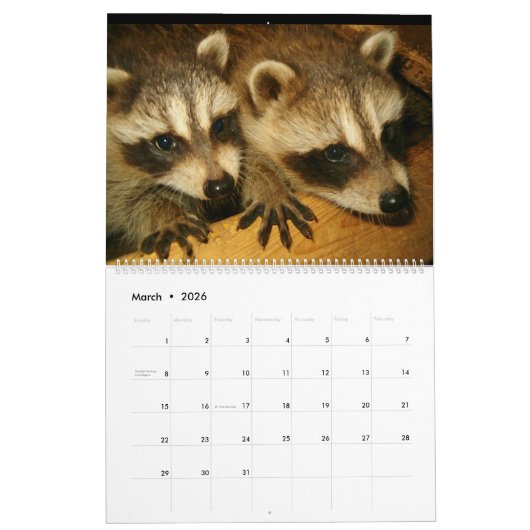 2024 Raccoons of Wild Blue Yonder Kalender (Mär 2026)