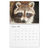 2024 Raccoons of Wild Blue Yonder Kalender (Feb 2026)