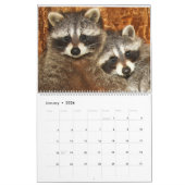 2024 Raccoons of Wild Blue Yonder Kalender (Jan 2026)