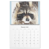 2024 Raccoons of Wild Blue Yonder Wildlife Rescue Kalender (Jan 2026)