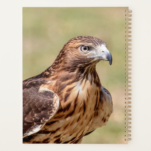 2024 Rotschwanzfalken Planer (Rückseite)