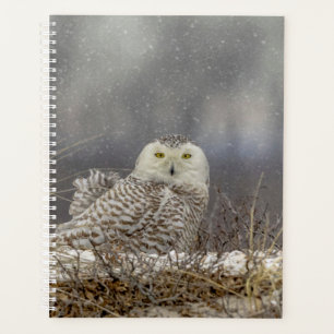 2024 Snowy Owl Planer