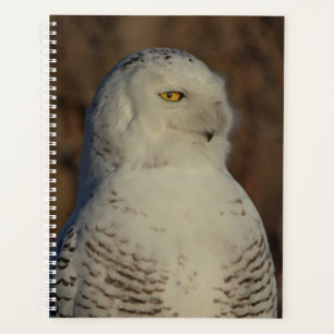2024 Snowy Owl Planer