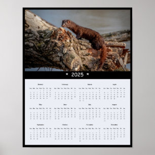 2025 American Mink Wall Calendar Poster