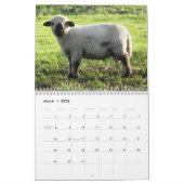 2025 Baby Sheep Lamb Kalender (Mär 2026)