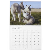 2025 Baby Sheep Lamb Kalender (Jan 2027)