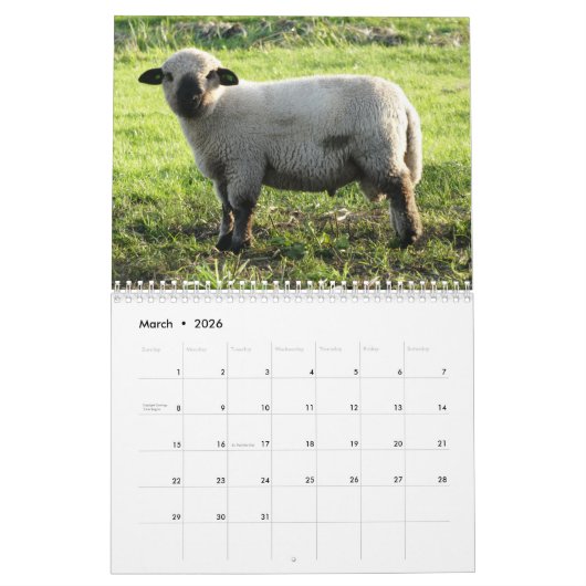 2025 Baby Sheep Lamb Kalender (Mär 2026)