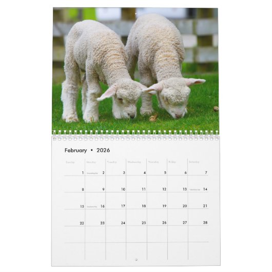 2025 Baby Sheep Lamb Kalender (Feb 2026)