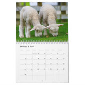2025 Baby Sheep Lamb Kalender (Feb 2027)