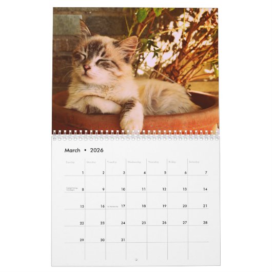 2025 Bengalische Katze Kalender (Mär 2026)