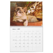 2025 Bengalische Katze Kalender (Mär 2027)