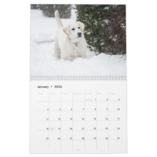 2025 Gelbe Labrador Labrador Retriever Wall Calend Kalender (Jan 2026)