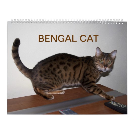 2025 Großartige Bengalische Katzen Kalender (Titelbild)