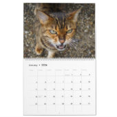 2025 Großartige Bengalische Katzen Kalender (Jan 2026)