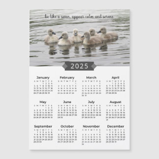2025 Kalender Baby Swans Fotograf Magnet