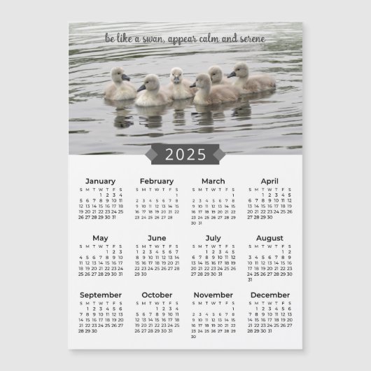 2025 Kalender Baby Swans Fotograf Magnet (Vorderseite)