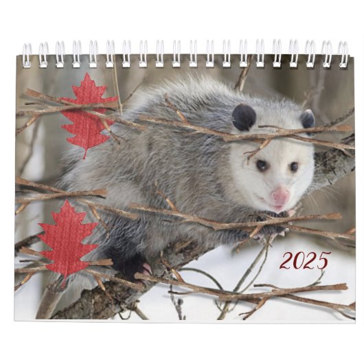 2025 Kalender Opossum Natur Wildtiere (Rückseite)