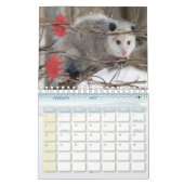 2025 Kalender Opossum Natur Wildtiere (Feb 2027)