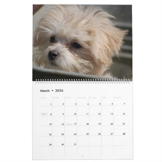 2025 Maltipoo Maltese Puppy Kalender (Mär 2026)