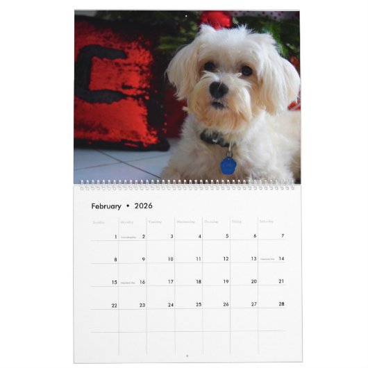2025 Maltipoo Maltese Puppy Kalender (Feb 2026)