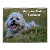 2025 Maltipoo Maltese Puppy Kalender (Titelbild)