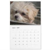 2025 Maltipoo Maltese Puppy Kalender (Mär 2027)