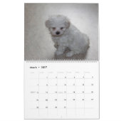 2025 Maltipoo Maltese Puppy Kalender (Mär 2027)