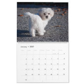 2025 Maltipoo Maltese Puppy Kalender (Jan 2027)