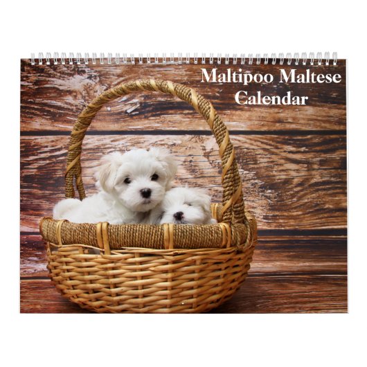 2025 Maltipoo Maltese Puppy Kalender (Titelbild)