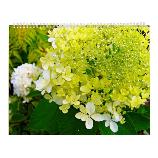 2025 Mein Rubio Garden Elegant Hydrangeas Kalender (Titelbild)