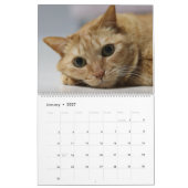 2025 Orange Tabby Cats and Kittens Calendar Niedli Kalender (Jan 2027)