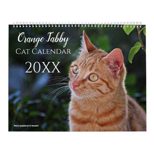 2025 Orange Tabby Cats and Kittens Calendar Niedli Kalender (Titelbild)
