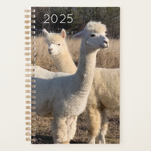 2025 Planer - Alpacas Abby & Bailey (Vorderseite)