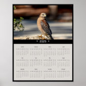 2025 Red Shoulded Hawk Wall Calendar Poster (Vorne)