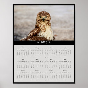 2025 Red-Tail Hawk Wall Calendar Poster