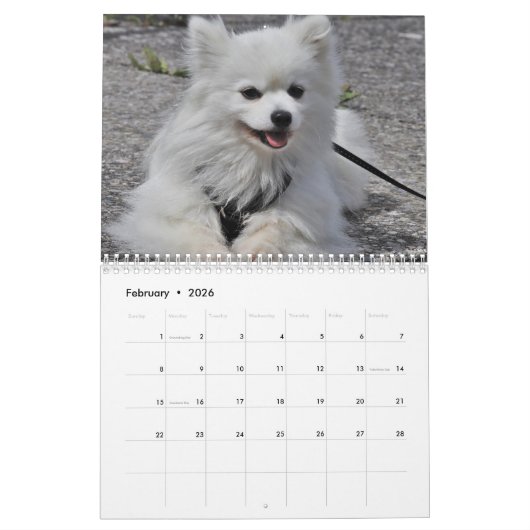 2025 Samoyed Hund Kalender (Feb 2026)